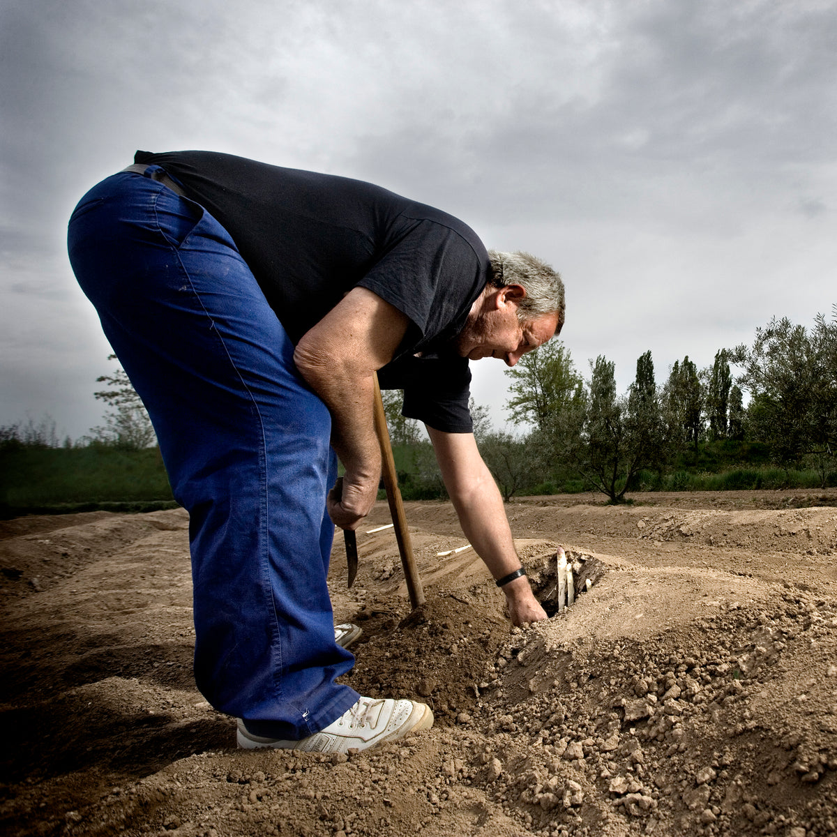 Photo of a farmer planting asparagus
